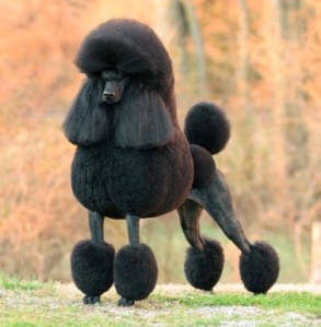 black-poodle-ch jaset's satisfaction