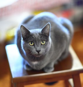 russian-blue-cat-best-hq-wallpapers-free-download-animal-cat-images
