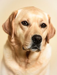 yellow_lab_by_newman001-d5d2phs