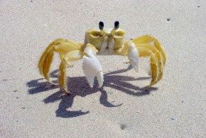 Susie the crab.
