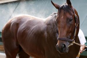 Disgraced Triple Crown champion American Pharoah.