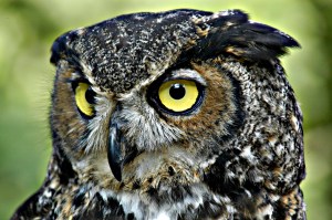 GreatHornedOwl-Wiki