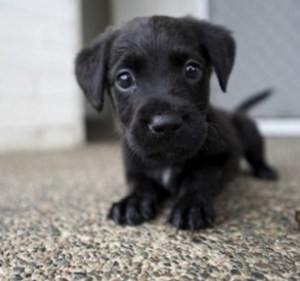 cute-black-lab-puppies-hvgj-cute-black-labrador-dog